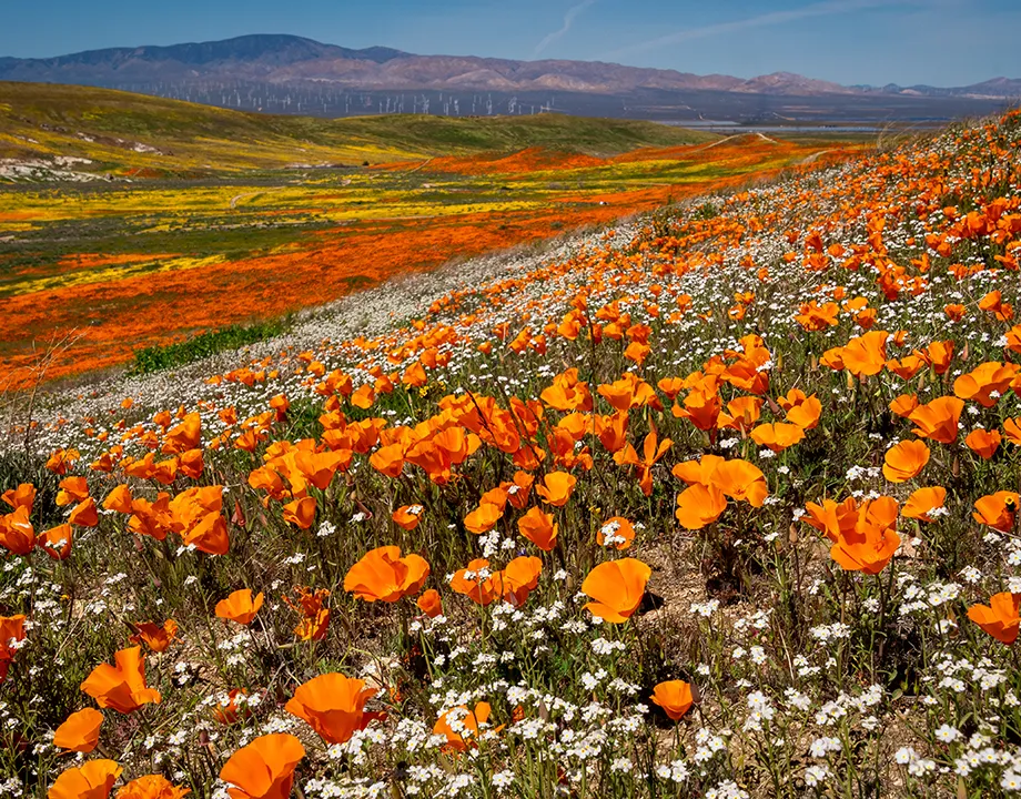 Antelope Valley